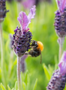 Bumblebee lavanta çiçeği ayrıntılı olarak