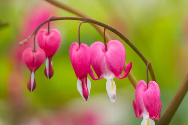 Macro photo of hearted-shaped flower blossoms — Stock Photo, Image