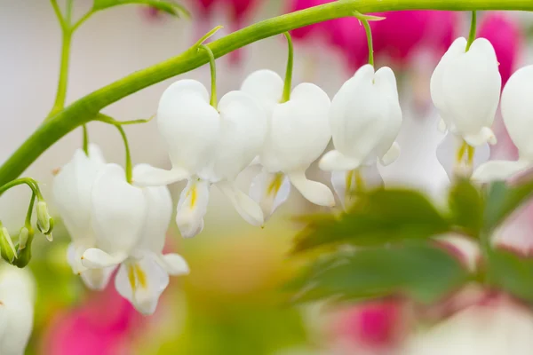 Macro photo of hearted-shaped flower blossoms — Stock Photo, Image