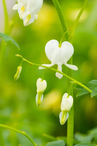 Macro photo of hearted-shaped flower blossoms — Stock Photo, Image