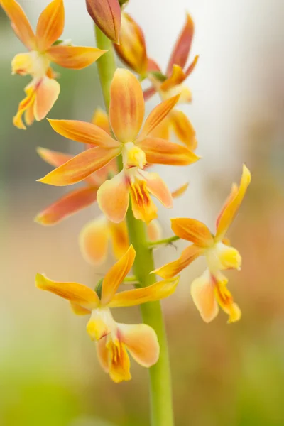 Macro photo of orchid flower — Stock Photo, Image