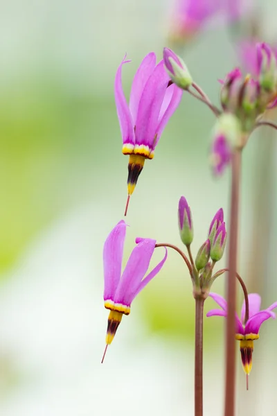 Macro photo of pink blossoms — Stock Photo, Image