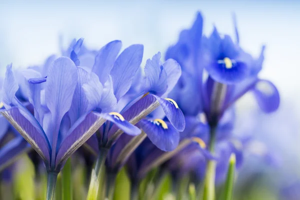 Blue spring blossoms in macro detail — Stock Photo, Image