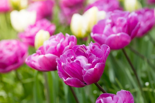 Macro photo of tulips field — Stock Photo, Image