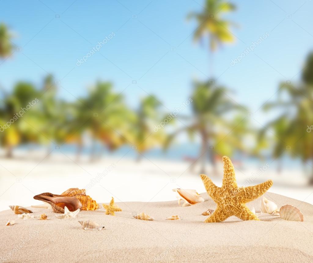 Sandy beach with seashells