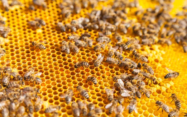 Albine pe fagure de miere — Fotografie, imagine de stoc