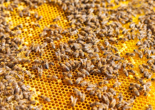 Bienen auf Waben — Stockfoto