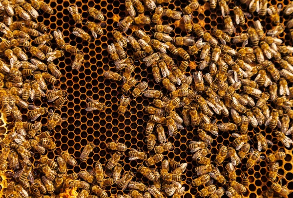 Bees on honeycomb — Stock Photo, Image