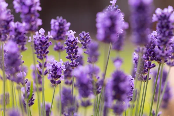 Flores de lavanda — Foto de Stock