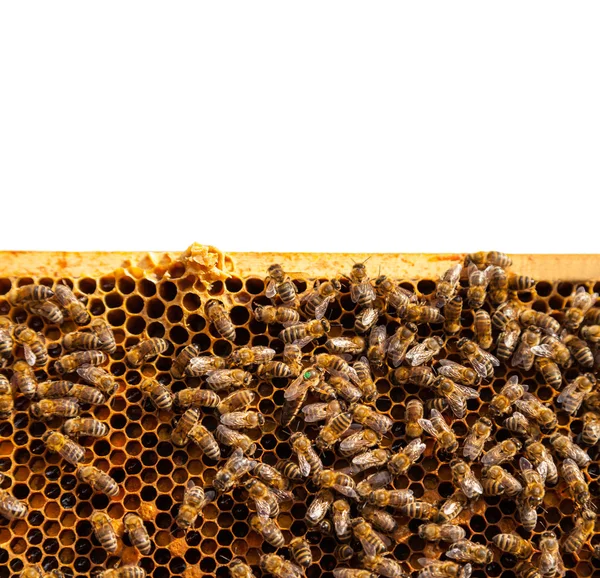 Bienen auf Waben — Stockfoto