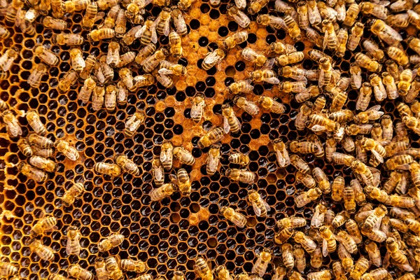 Бджоли на стільниковий — стокове фото