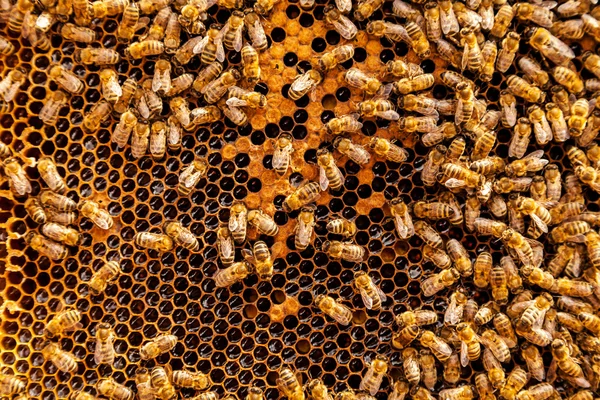 Abejas en panal — Foto de Stock