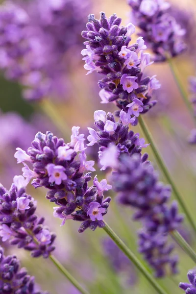 Flores de lavanda — Foto de Stock