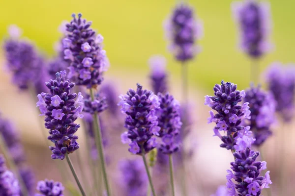 Lavendel blossoms — Stockfoto