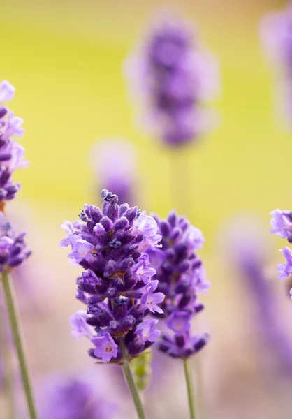 Lavendel blossoms — Stockfoto