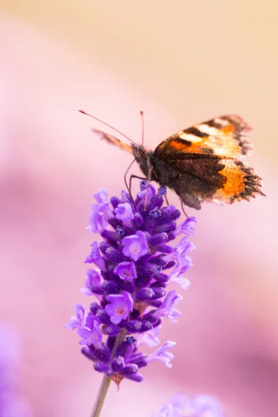 Kwiaty lawendy z motyl — Zdjęcie stockowe