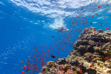 Freediver woman exploring coral clipart