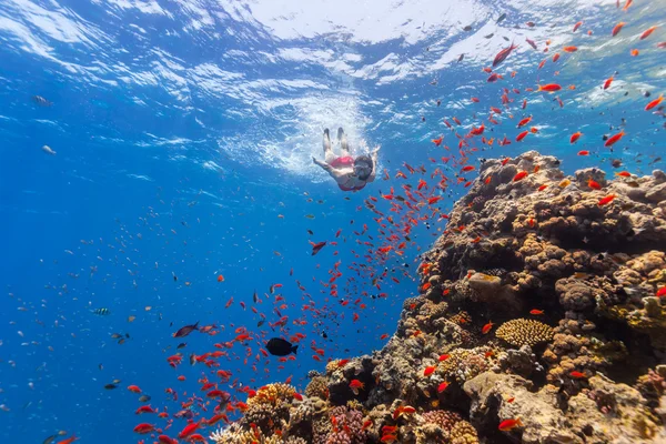 Frilegen kvinne som utforsker koraller – stockfoto