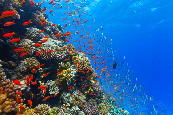 Underwater korallrev — Stockfoto