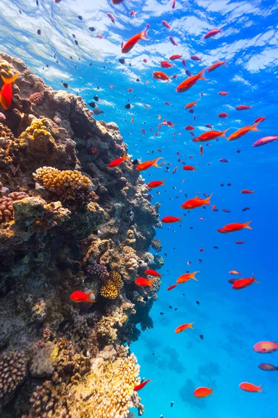 Recifes de corais subaquáticos — Fotografia de Stock