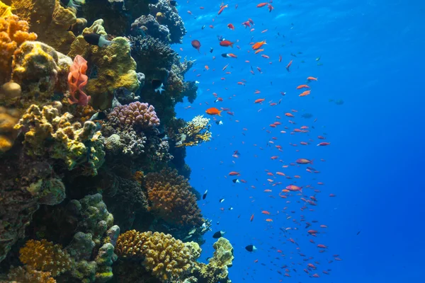 Underwater korallrev — Stockfoto