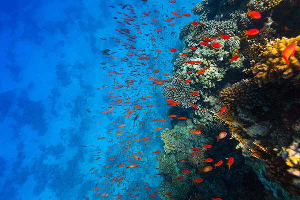 Underwater coral reef — Stock Photo, Image