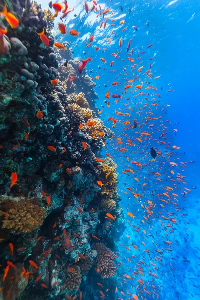 Подводный коралловый риф — стоковое фото