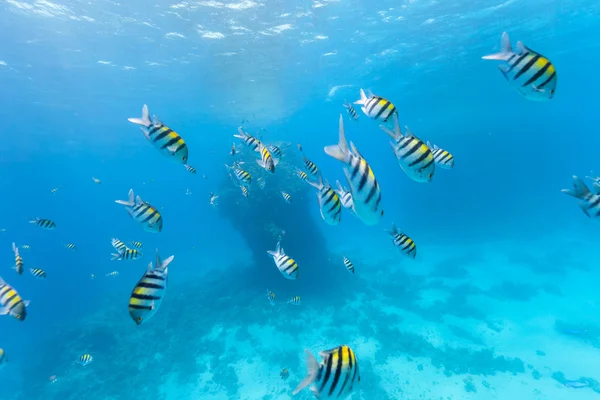 Bando subaquático de peixes — Fotografia de Stock