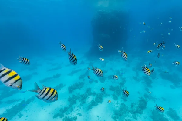 Gregge subacqueo di pesci — Foto Stock