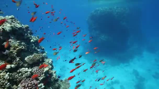 Arrecife de coral con pescado — Vídeos de Stock