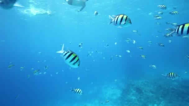 Arrecife de coral con pescado — Vídeos de Stock