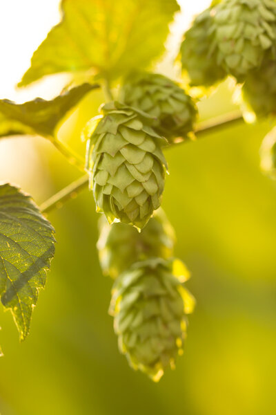 Macro photo of green hops