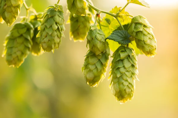 Makroaufnahme von grünem Hopfen — Stockfoto