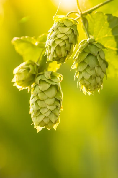 Macro photo of green hops — Stock Photo, Image