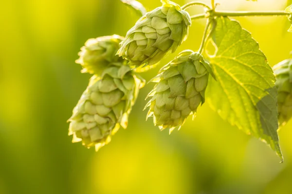 Makroaufnahme von grünem Hopfen — Stockfoto