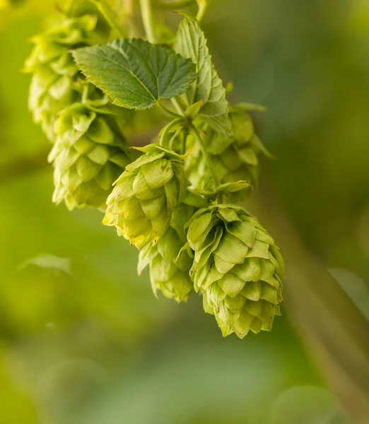 Makroaufnahme von grünem Hopfen — Stockfoto