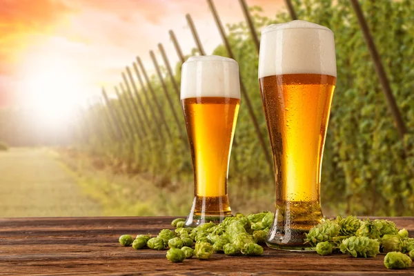 Biergläser mit Hopfenfeld im Hintergrund — Stockfoto