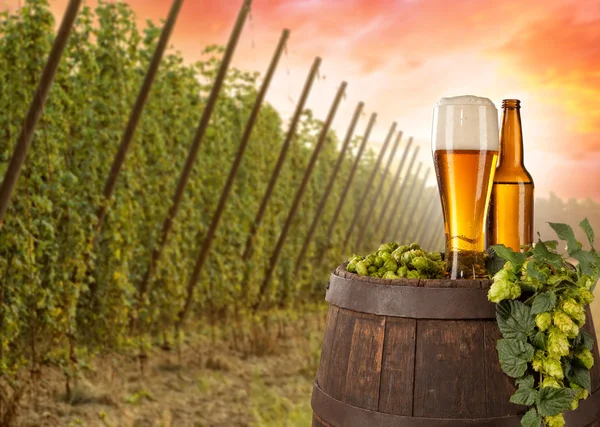 Beer glass with hop-field on background — Stock Photo, Image