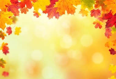 sonbahar yaprakları arka plan