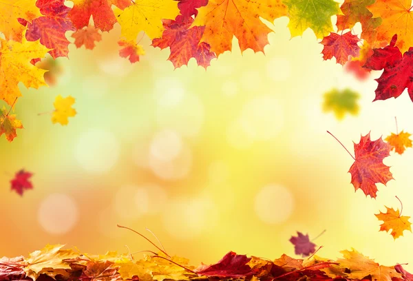 Hojas de otoño fondo — Foto de Stock