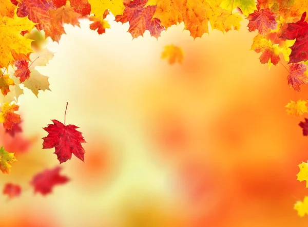 Autumn leaves background — Stock Photo, Image