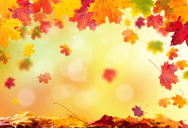 Hojas de otoño fondo — Foto de Stock