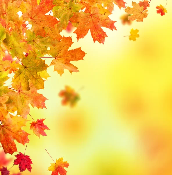 秋叶背景 — 图库照片