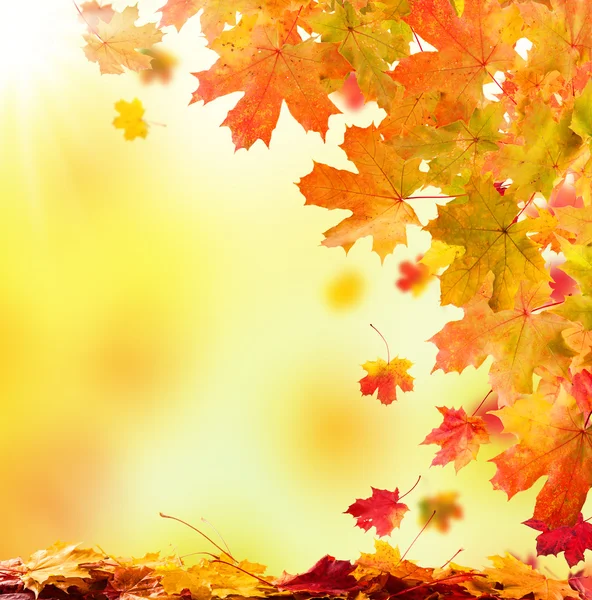 Autumn leaves background — Stock Photo, Image