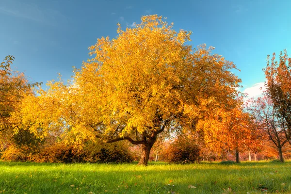 Herfst boom op weide — Stockfoto