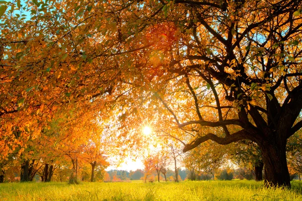 Albero autunnale sul prato — Foto Stock