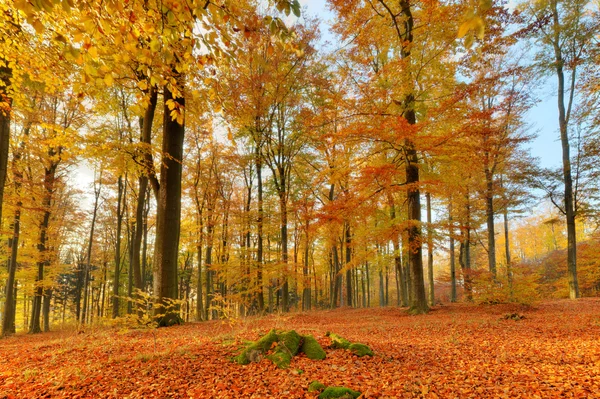 Farbenfrohe Herbstlandschaft mit gelben Bäumen — Stockfoto