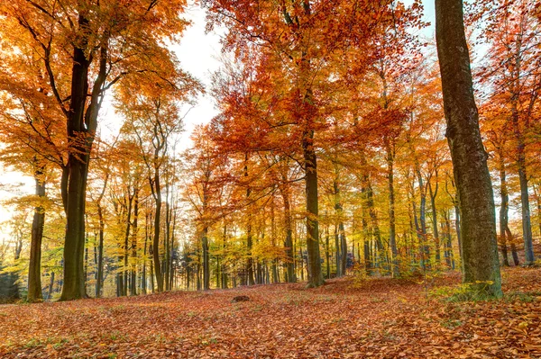 Farbenfrohe Herbstlandschaft mit gelben Bäumen — Stockfoto