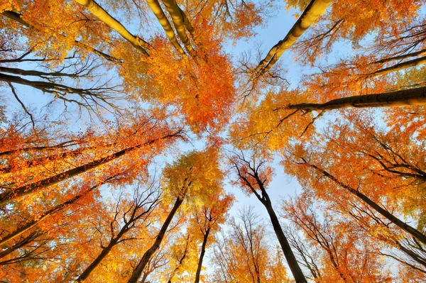 Beautiful trees set against the blue sky — Stock Photo, Image