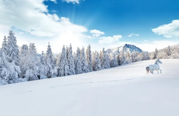 White horse running in winter landscape — Stock Photo, Image